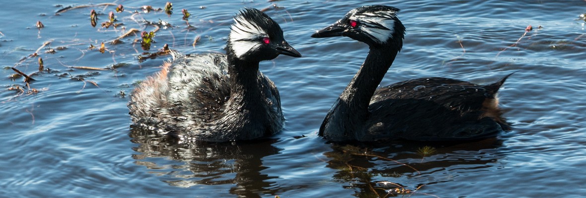 3CropWhiteTuftedGrebes