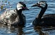 3CropWhiteTuftedGrebes