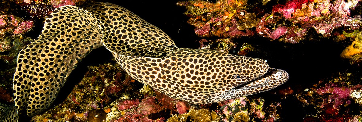 8BlackspottedMoray