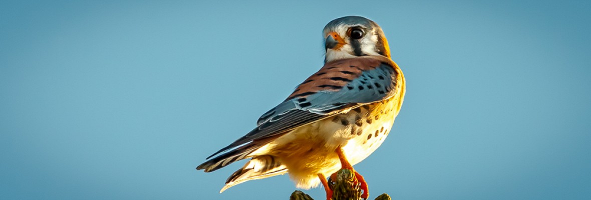 American Kestrel 4x10