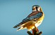 American Kestrel 4x10