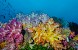 Corals Scene 4x10