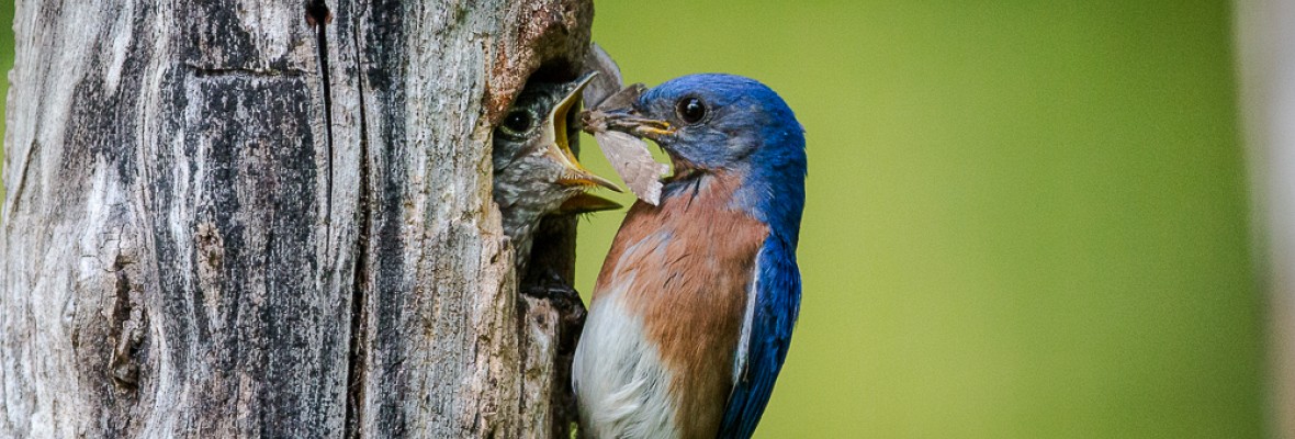 Eastern Bluebird 4x10