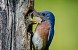 Eastern Bluebird 4x10