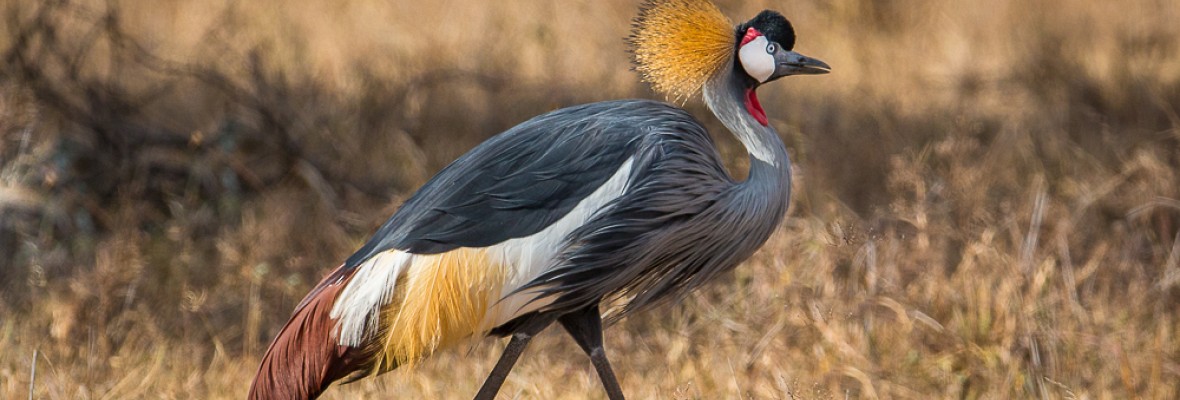 Grey_Crowned_Crane