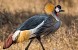 Grey_Crowned_Crane