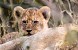 Lion Cub 4x10