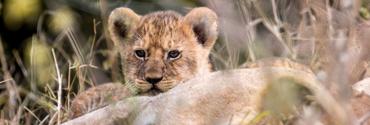 Lion Cub 4x10