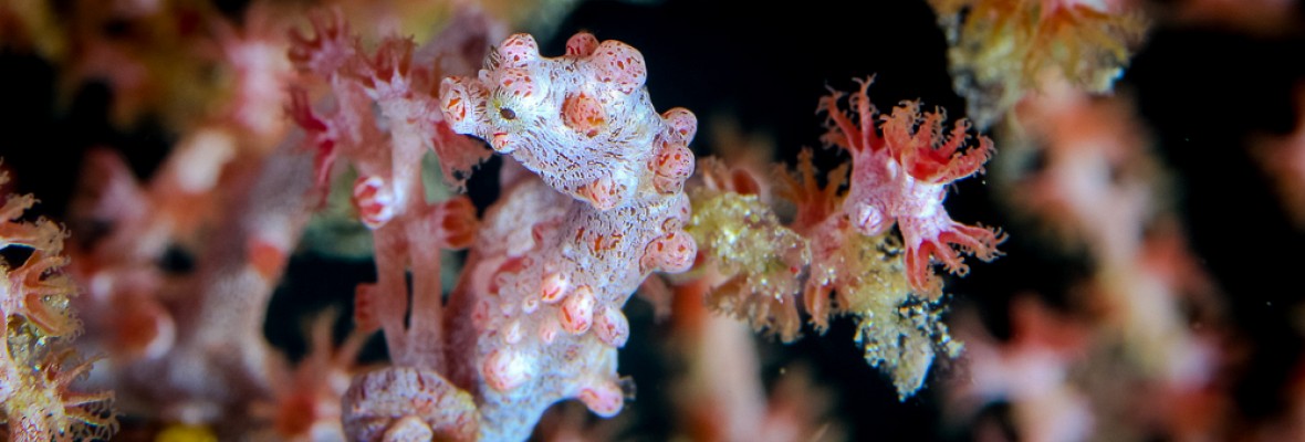 Pygmy Seahorse 4x10