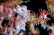 Pygmy Seahorse 4x10