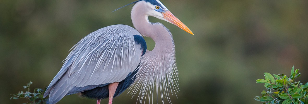 Ss_Great_Blue_Heron