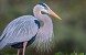 Ss_Great_Blue_Heron