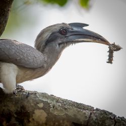 India 5/2018