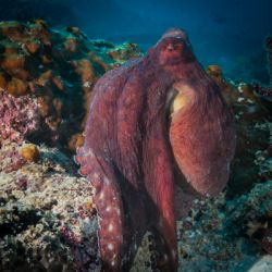 Indonesia Raja Ampat