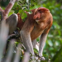 Borneo/Sumatra 12/2017 - 10/2018