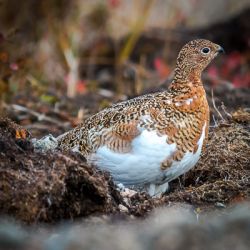 Canada Tundra 9/2019