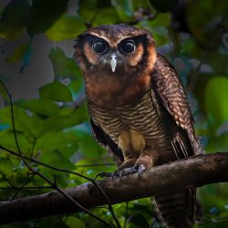 Owls