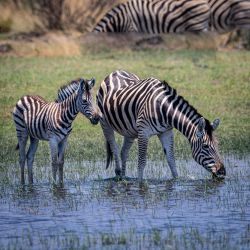 Zimbabwe/Botswana  11-2023